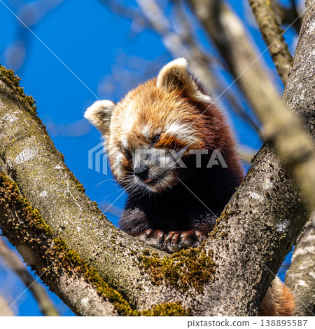 The red panda, Ailurus fulgens, also called the lesser panda. 138895587
