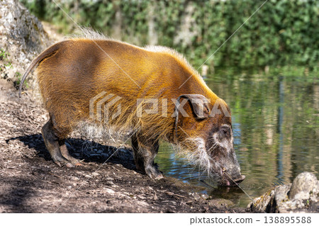 Red river hog, Potamochoerus porcus, also known as the bush pig. 138895588