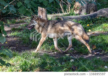 European Grey Wolf, Canis lupus in a german park 138895597