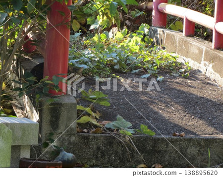 2014, Kagawa, Kanonji, Yawata, Scenery, Kotobiki Park, Part 71 138895620