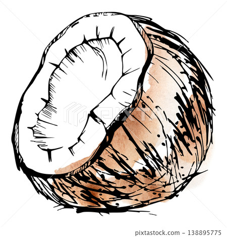 Half coconut fruit, white flesh and natural hairy shell. Isolated illustration hand drawn in ink and watercolor. Dessert packaging, tropical beverage menu, spa product labels, summer event invitations Half coconut fruit, white flesh and natural hairy shell. Isolated illustration hand drawn in ink and watercolor. Dessert packaging, tropical beverage menu, spa product labels, summer event invitations 138895775