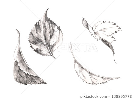 Vintage serrated leaves of hydrangea flower, viburnum hibiscus bush, berry shrubs, beech or lime tree. Botanical plant illustration hand drawn with fine pencil sketch lines, vein shading and details. Vintage serrated leaves of hydrangea flower, viburnum hibiscus bush, berry shrubs, beech or lime tree. Botanical plant illustration hand drawn with fine pencil sketch lines, vein shading and details. 138895778