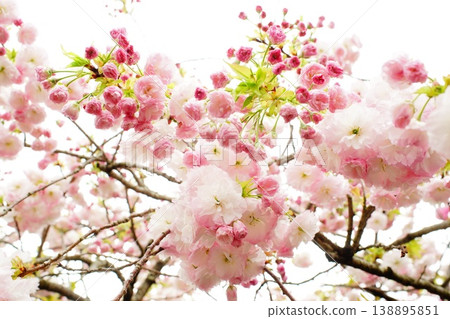 Double cherry blossoms 138895851