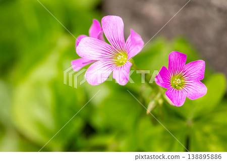 Pink flowers of purple wood sorrel, macro photography, blurred background, spring wildflower. Pink flowers of purple wood sorrel, macro photography, blurred background, spring wildflower. 138895886