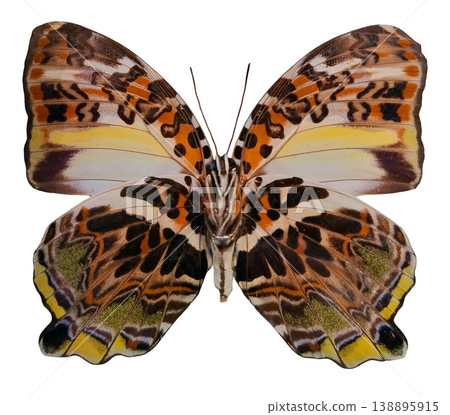A colorful butterfly Agathasa caledonia is displayed against a white background. Its wings show a variety of patterns and colors. This butterfly is isolated for clear viewing of its features. 138895915