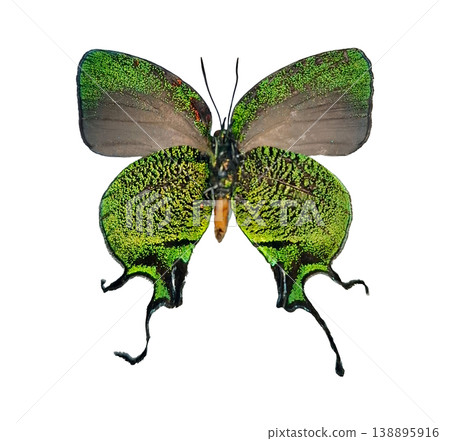 A green butterfly of the species Arcas imperialis is displayed with wings fully open. The butterfly shows detailed patterns and colors. It appears isolated against a plain light background. 138895916