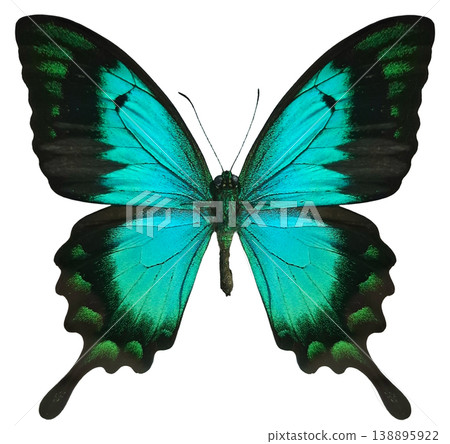 The turquoise swallowtail butterfly Papilio lorquinianus is shown with its wings fully open. The butterfly displays bright turquoise and black colors while resting in isolation. The turquoise swallowtail butterfly Papilio lorquinianus is shown with its wings fully open. The butterfly displays bright turquoise and black colors while resting in isolation. 138895922