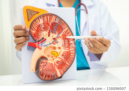 Chronic kidney disease, doctor with model for treatment urinary system, urology, Estimated glomerular filtration rate eGFR. Chronic kidney disease, doctor with model for treatment urinary system, urology, Estimated glomerular filtration rate eGFR. 138896007