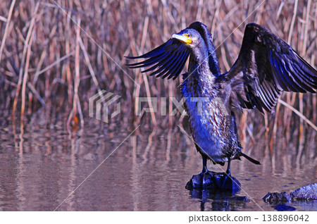 Cormorant spreading wings Cormorant spreading wings 138896042