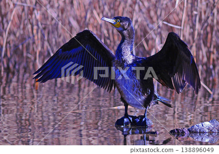 Cormorant spreading wings Cormorant spreading wings 138896049