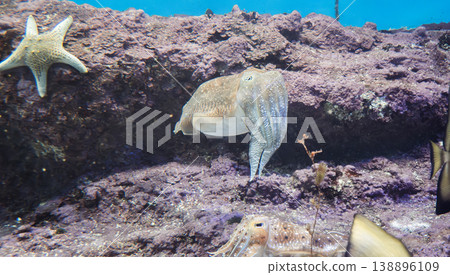 Squid, aquarium, aquarium, creatures, cuttlefish, ikai (a type of fish), aquarium 138896109