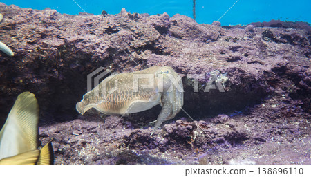 Squid, aquarium, aquarium, creatures, cuttlefish, ikai (a type of fish), aquarium 138896110