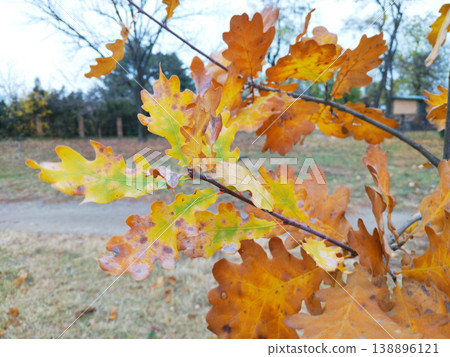 Yellow autumn leaves of the English oak on the branches in a city park Yellow autumn leaves of the English oak on the branches in a city park 138896121