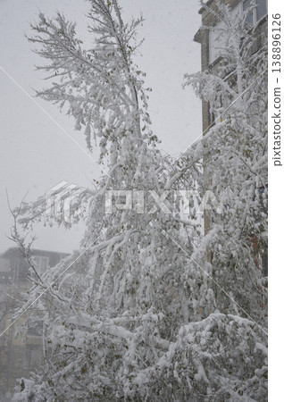 A bush with leaves and berries during a severe snowstorm A bush with leaves and berries during a severe snowstorm 138896126