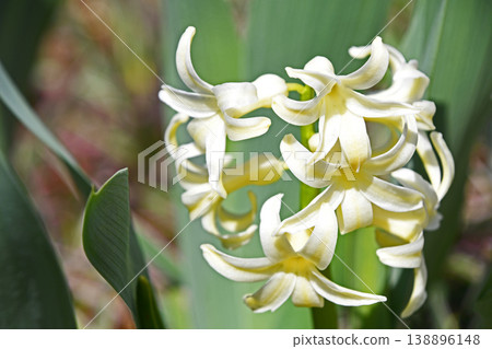 Hyacinth 138896148