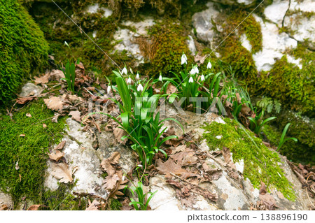 snowdrops growing on a rock covered with moss and lichen snowdrops growing on a rock covered with moss and lichen 138896190