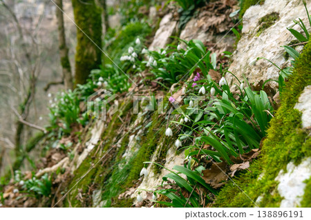 snowdrops growing on the rocks in mountain forest snowdrops growing on the rocks in mountain forest 138896191