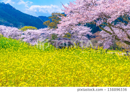 石舞台古墓的櫻花和油菜花 138896336