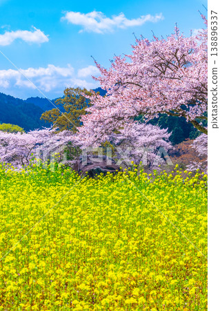 石舞台古墓的櫻花和油菜花 石舞台古墓的櫻花和油菜花 138896337