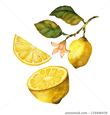 Half a lemon and a branch with fruit, flower and leaf. Set of watercolor illustration elements isolated on white background Half a lemon and a branch with fruit, flower and leaf. Set of watercolor illustration elements isolated on white background 138896439