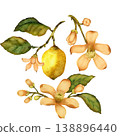 Flowers and lemon with leaves. Set of watercolor illustration elements isolated on white background 138896440