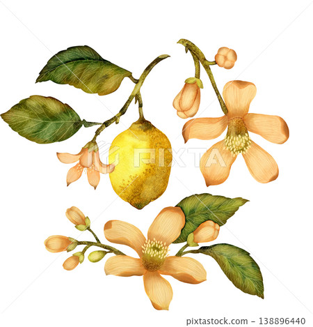 Flowers and lemon with leaves. Set of watercolor illustration elements isolated on white background 138896440