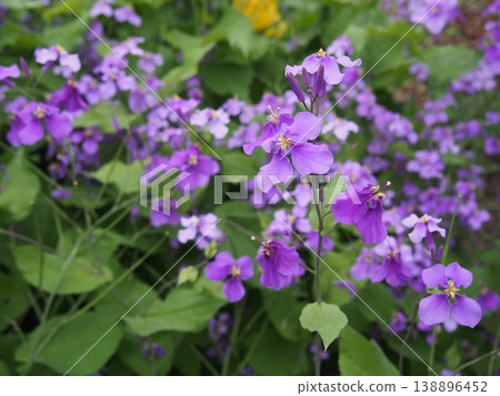 Large-flowered wallflower (Fukaya Green Kingdom / 24-2 Kushibiki, Fukaya City, Saitama Prefecture) 138896452