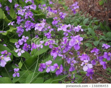 Large-flowered wallflower (Fukaya Green Kingdom / 24-2 Kushibiki, Fukaya City, Saitama Prefecture) Large-flowered wallflower (Fukaya Green Kingdom / 24-2 Kushibiki, Fukaya City, Saitama Prefecture) 138896453