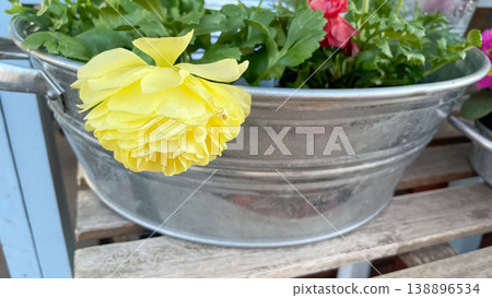 Beautiful yellow Ranunculus asiaticus blooming in a rustic galvanized metal planter on a garden bench 138896534