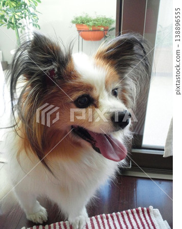 A cheerful Papillon in the living room A cheerful Papillon in the living room 138896555