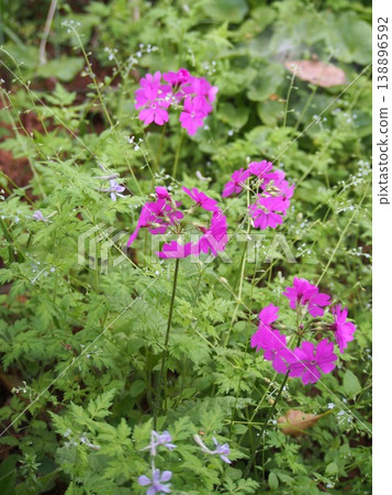 Primrose (Fukaya Green Kingdom / 24-2 Kushibiki, Fukaya City, Saitama Prefecture) 138896592