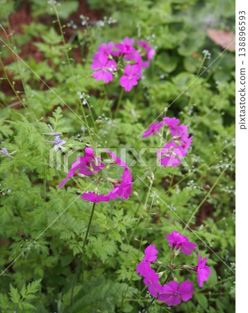 Primrose(深谷綠王國 / 埼玉縣深谷市栃引24-2) Primrose(深谷綠王國 / 埼玉縣深谷市栃引24-2) 138896593