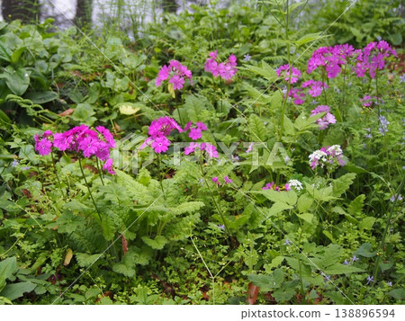 Primrose（深谷綠王國 / 埼玉縣深谷市栃引24-2） 138896594