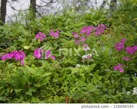 Primrose（深谷綠王國 / 埼玉縣深谷市栃引24-2） 138896595