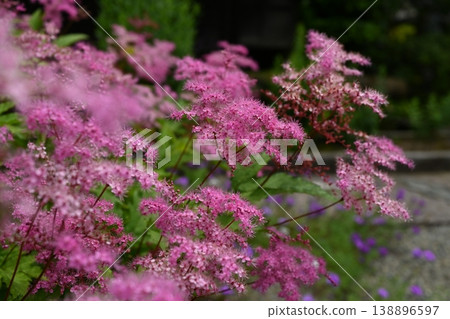 Spiraea flowers blooming at Eishoji Temple Spiraea flowers blooming at Eishoji Temple 138896597