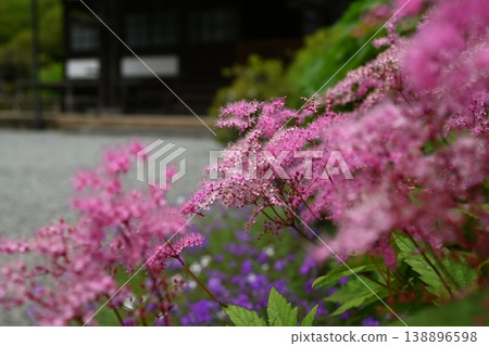 粉紅色的繡線菊裝飾著永勝寺。 138896598