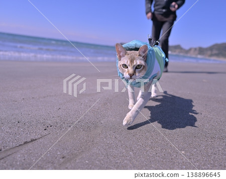 四隻穿著衣服的新加坡貓在海灘上奔跑 四隻穿著衣服的新加坡貓在海灘上奔跑 138896645