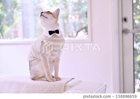 Three Singapura cats wearing bow ties, white collars, and striped outfits against a window bathed in soft morning sunlight. Three Singapura cats wearing bow ties, white collars, and striped outfits against a window bathed in soft morning sunlight. 138896659