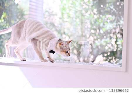 Two Singapura cats wearing bow ties, white collars, and striped outfits, set against a window bathed in soft morning sunlight. Two Singapura cats wearing bow ties, white collars, and striped outfits, set against a window bathed in soft morning sunlight. 138896662