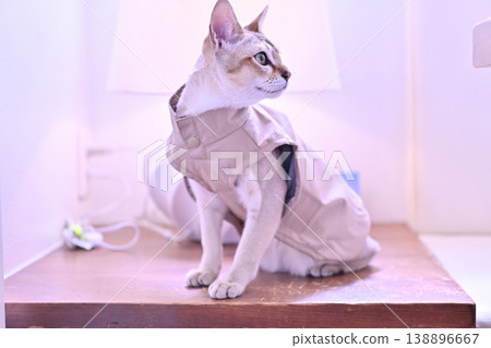 Two Singapura cats, dressed in beige clothing, are sitting on a wooden platform in front of a lamp, facing to the right. Two Singapura cats, dressed in beige clothing, are sitting on a wooden platform in front of a lamp, facing to the right. 138896667