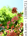 杜鵑花為初夏增添了色彩。 138896721