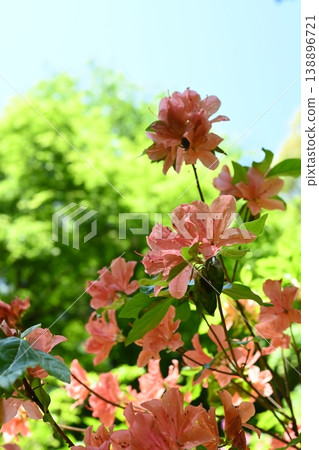Azalea blossoms add color to early summer. Azalea blossoms add color to early summer. 138896721