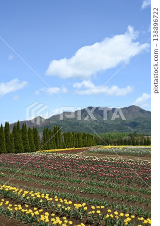 花之宮湖公園的鬱金香盛開 138896722