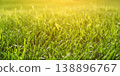 Close-up view of fresh green grass illuminated by warm sunlight with soft bokeh in the background. 138896767