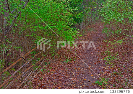 April rain and Japanese azaleas in Miki City, Hyogo Prefecture April rain and Japanese azaleas in Miki City, Hyogo Prefecture 138896776