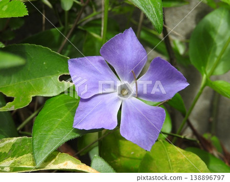 長春花(Vinca minor)的花,長春花是夾竹桃科的常綠攀緣植物。 長春花(Vinca minor)的花,長春花是夾竹桃科的常綠攀緣植物。 138896797