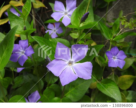 The flower of Vinca minor, a species of evergreen climbing plant belonging to the Apocynaceae family. 138896800