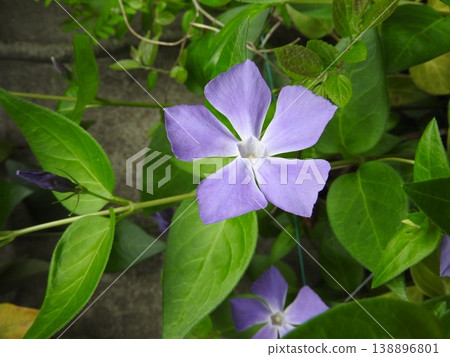 長春花(Vinca minor)的花,長春花是夾竹桃科的常綠攀緣植物。 長春花(Vinca minor)的花,長春花是夾竹桃科的常綠攀緣植物。 138896801