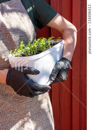 A gardener holding a pot with many basil seedlings.  138896815
