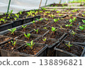 Collection of little seedlings in the green house. 138896821